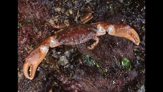 COASTAL FORAGING-THE HIDDEN SECRETS -STRANGE CREATURES by Coastal Foraging With Craig Evans 59,189 views 4 years ago 37 minutes