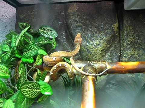 Green tree python
