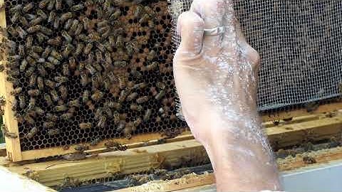 Queen release from push in cage