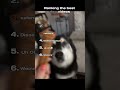 Ranking the best dog videos