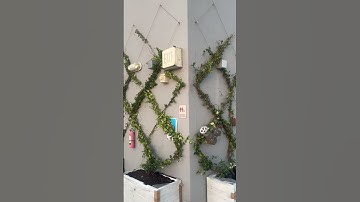 Custom made trellis wire system for green wall