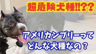 アメリカンブリーってどんな犬種なの！？