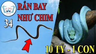 Loài Rắn Biết Bay như Chim & Những Bí Mật ít Biết [ Thú vị thế giới Động Vật ] | TRI THỨC Official