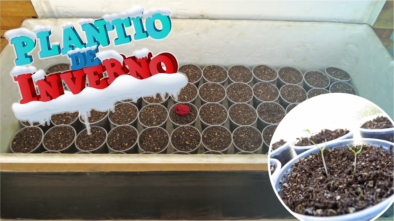 COMO PLANTAR SUA PIMENTA NO FRIO - CAROLINA REAPER