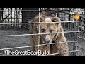 Help 50 Bears In Horrific Captivity #TheGreatBearBuild