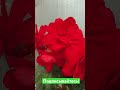 Клубневые бегонии нашей селекции #begonia #бегонии #клубневаябегония