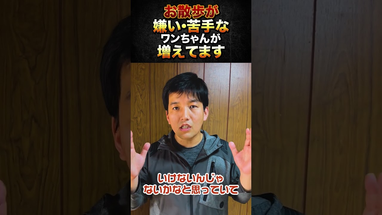 How do I get my dog ​​used to going for walks if he doesn't like