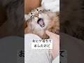 【顔芸】ヒゲ！！！！ヒゲエェェェェ！！！ #猫 #サイベリアン #抜け毛