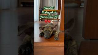 🇮🇩Steh-oder Schlappohr?🐶 #puppy #balidog #reisevlog #zweimitohneplan #rescuedog #adoptdontshop