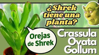 ¿Shrek tiene una planta? l Cuidados de la planta Orejas de Shrek