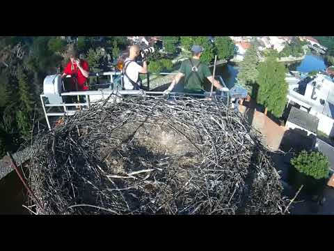 Třebíč/CZ    STORK RESCUE ❗  😲Missing female returned after the rescue❗