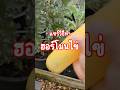 วิธีทำ ฮอร์โมนไข่ #ฮอร์โมนไข่