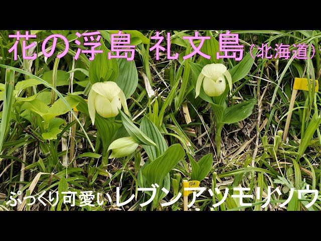 ぷっくり可愛いレブンアツモリソウに会うために、北海道北西部の花の