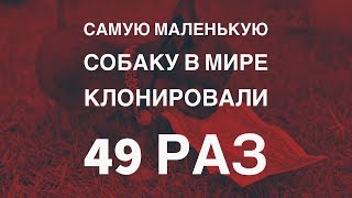 Самую маленькую собаку в мире клонировали 49 раз Самую маленькую собаку в мире клонировали 49 раз