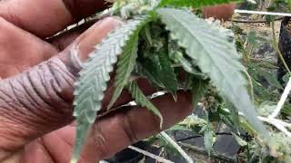 Faceded Canna Premium Indoor Exotic Flowers ESP. 3 