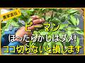 【ピーマン】なが～くたくさん収穫するための整枝と追肥のコツ【有機農家直伝！無農薬で育てる家庭菜園】　26/6/20
