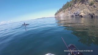 Scientists try to give sick orca J50 more antibiotics