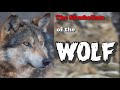 The Symbolism of the Wolf