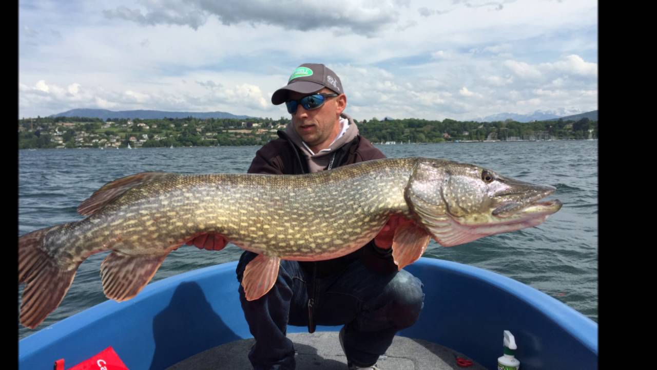 Brochet Géant du lac Léman YouTube