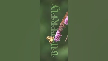 Text Behind Object In VN Editor Tutorial