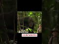 Chimp Hunt: Predators of the Jungle