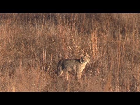 Bobcat Switch Up. - Kansas bobcat.