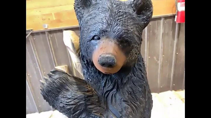 LIVE BEAR Chainsaw WOODCARVING demonstration with ...