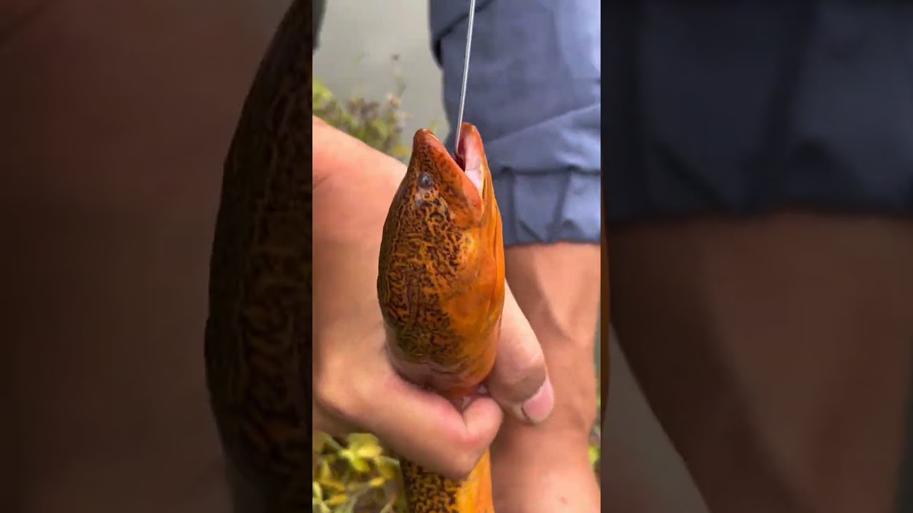 land snake fishing🐟//hand track😮!!