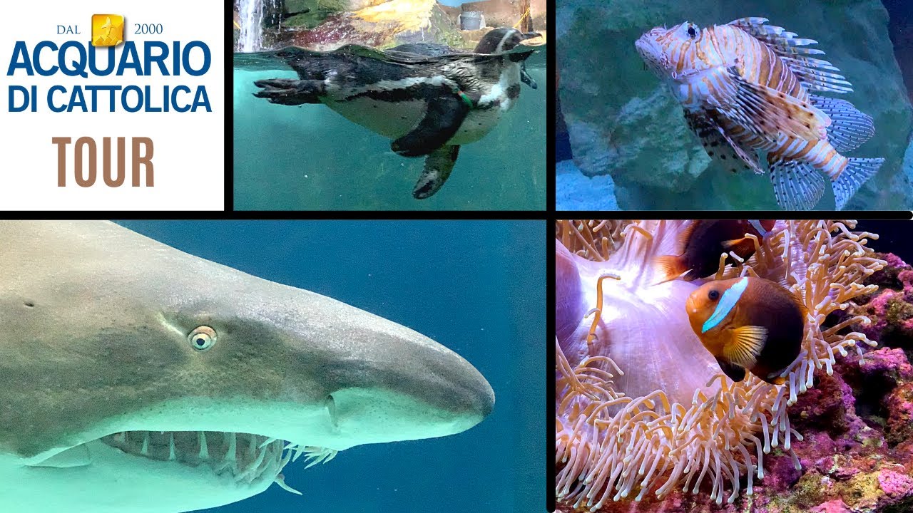 ACQUARIO DI CATTOLICA 🦈🐊 TOUR COMPLETO