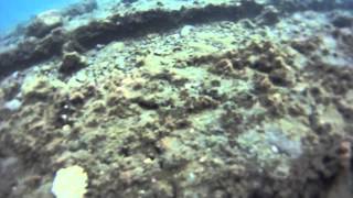 Aout 2013 - Portus Julius (Pozzuoli)