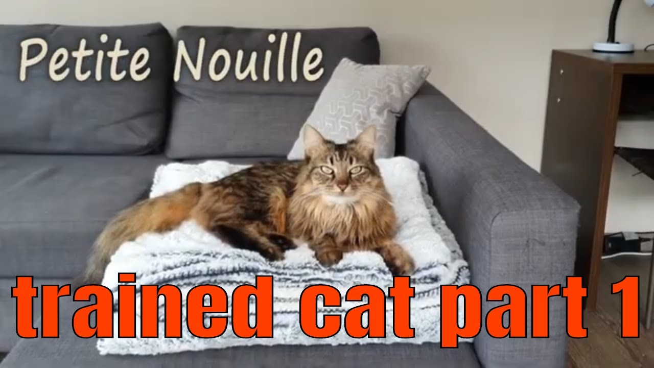 Trained Cat Part 1 YouTube