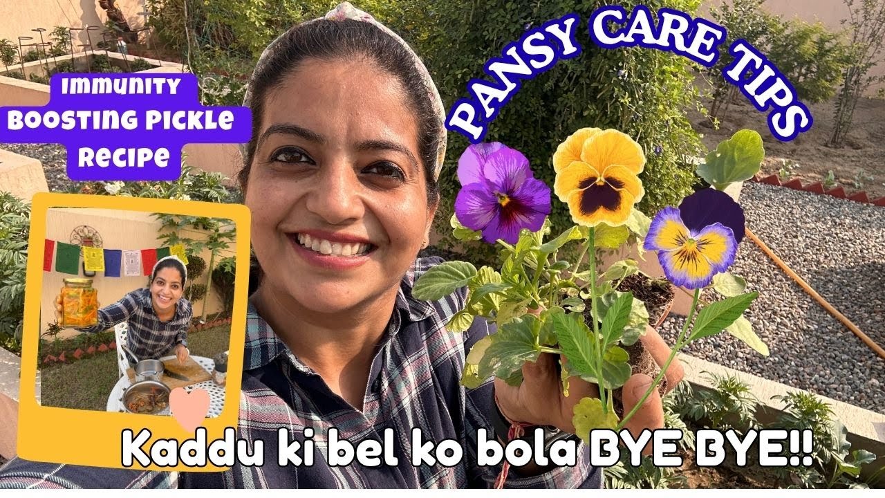 💮Pansy Care Tips | Immunity Boosting Pickle Recipe | Sabse Easy Achar | Garden Vlog