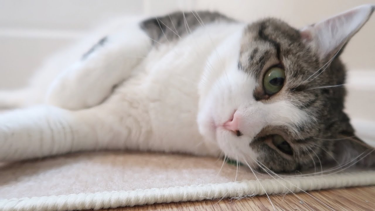 funny cats sleeping in weird positions compilation 2014 funnyplox Boo Year 2 # 147 - Boo In The Queen’s Bed, Stella Had A Hair Ball, A Strange Lightning Storm