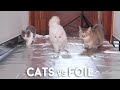 Can Munchkin Cats Walk On Foil?