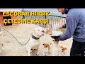 KEMİK PARTİLERİNDE ESCOBAR’IN HÜSRANI