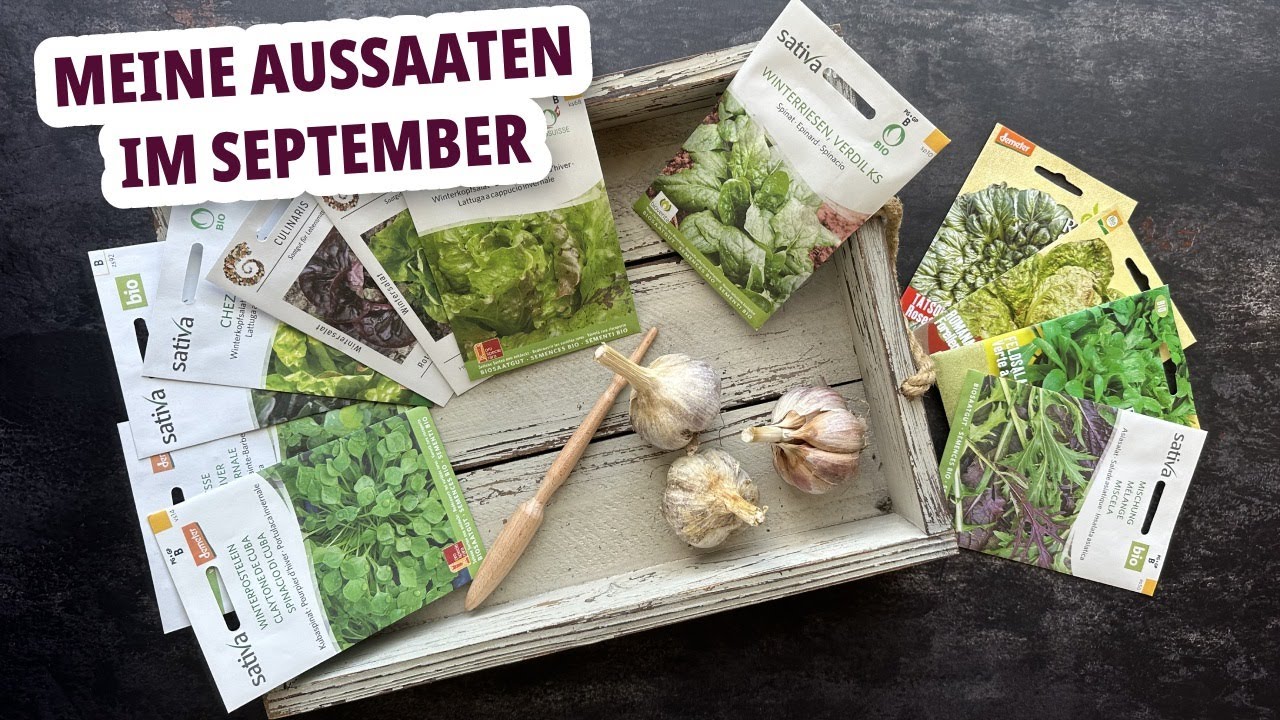 Was kann ich im September aussäen und ernten? - Mein Garten im Herbst