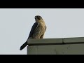 Peregrine Falcon Warning Calls To Eagle & Red-Tail Hawk