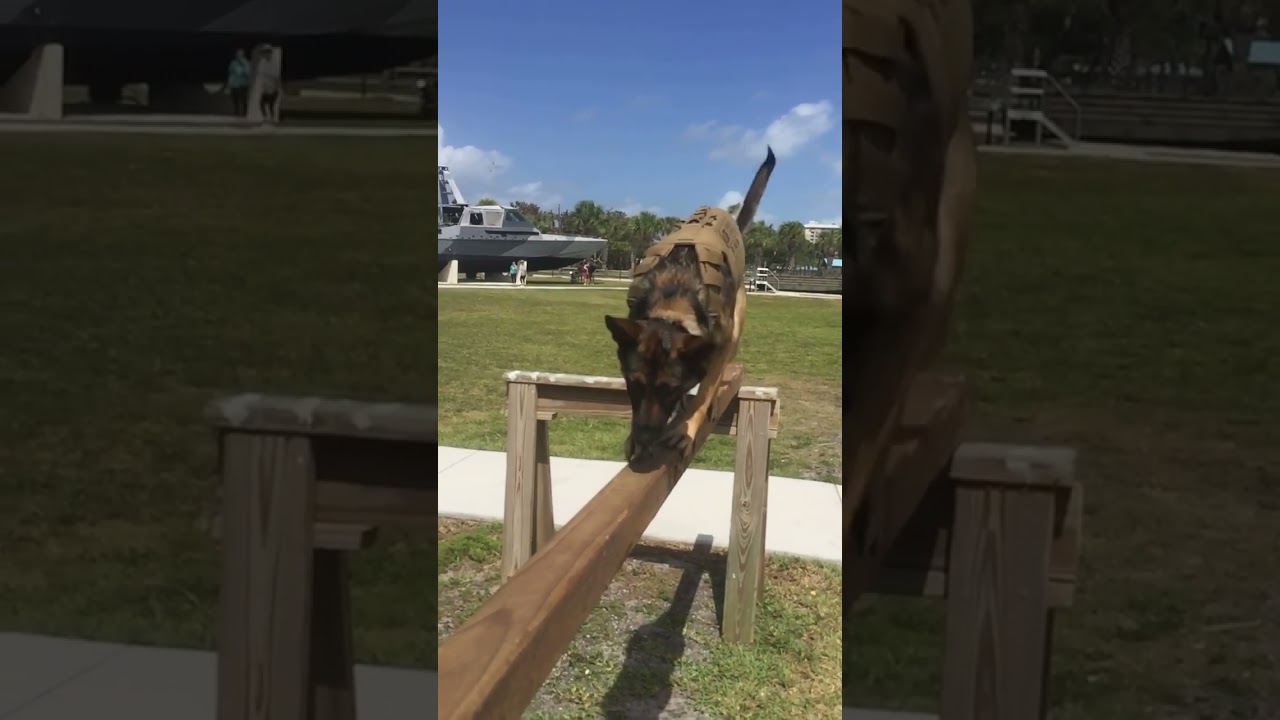 K9 Raven: Balance Beam 