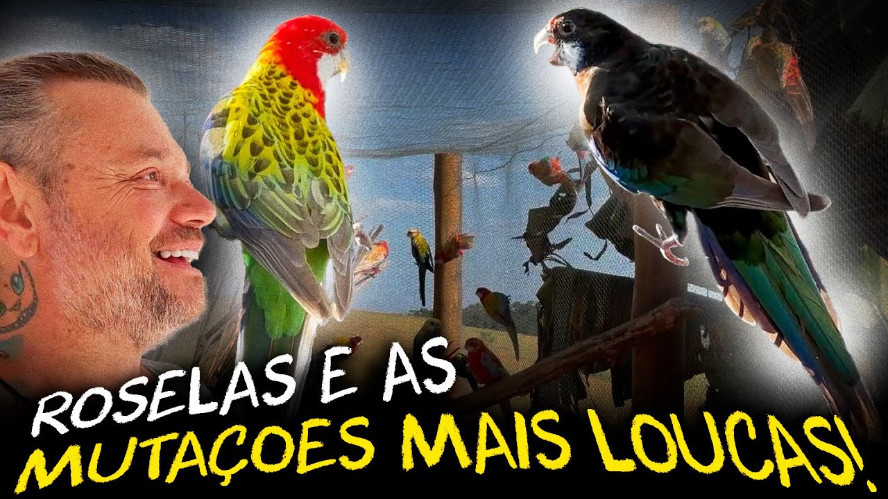 DESCOBRINDO AS VÁRIAS MUTAÇÕES DAS ROSELAS AUSTRALIANAS!