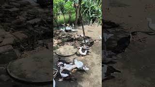 Kalah shorts quotes tiktoksong tiktokviral laguviral lagutiktok laguenak katakatabijak fyp