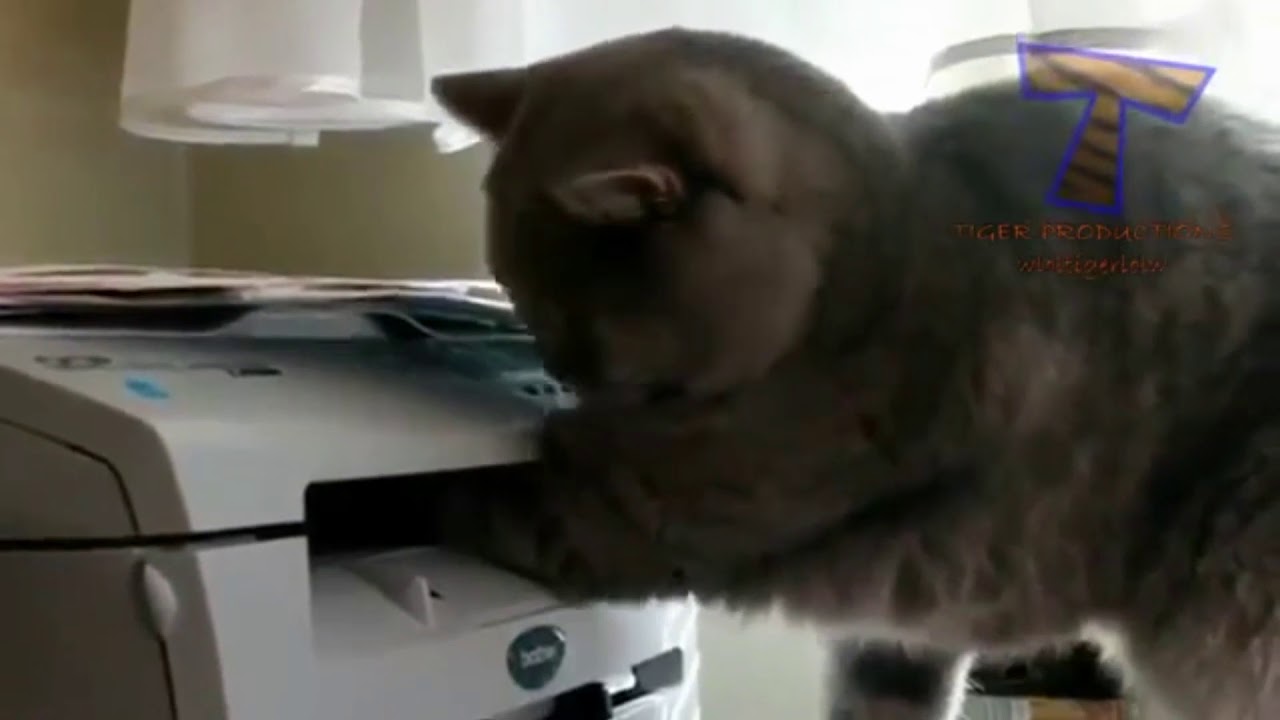😹Try Not To Laugh Challenge -Funny cat video compilation #3😹 