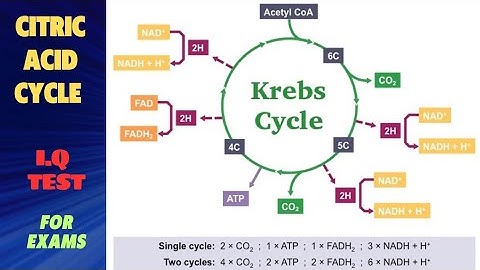 MCQs on Citric Acid Cycle