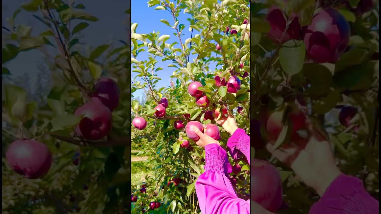 Most beautiful American Apples 🍎🇺🇸 