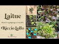 Laitue riccio lollo  semis repiquage plantation et rcolte