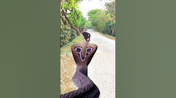 Anaconda snake in real life P121#shorts #short #snake #nagin #python #anaconda #snakes #bigsnake