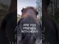 Can Your Horse Smell Other Horses on You