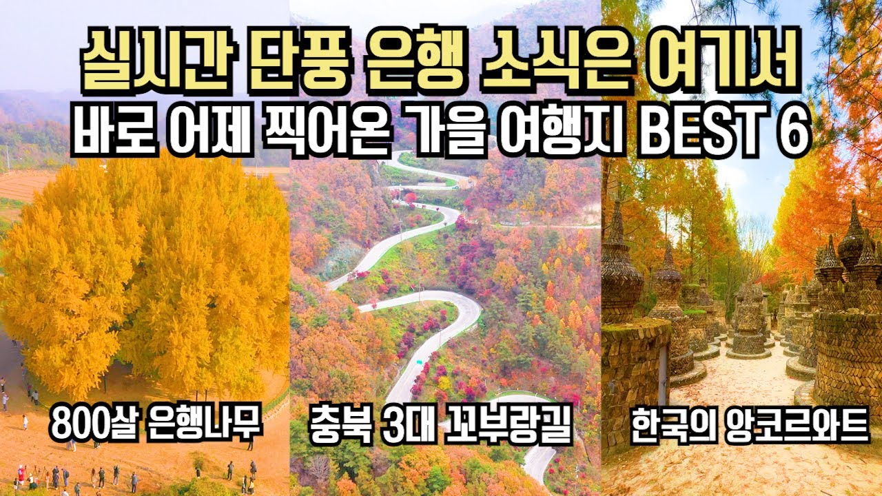 실시간 단풍 은행 현황 바로 어제 다녀온 국내 여행 가을 명소 추천 BEST