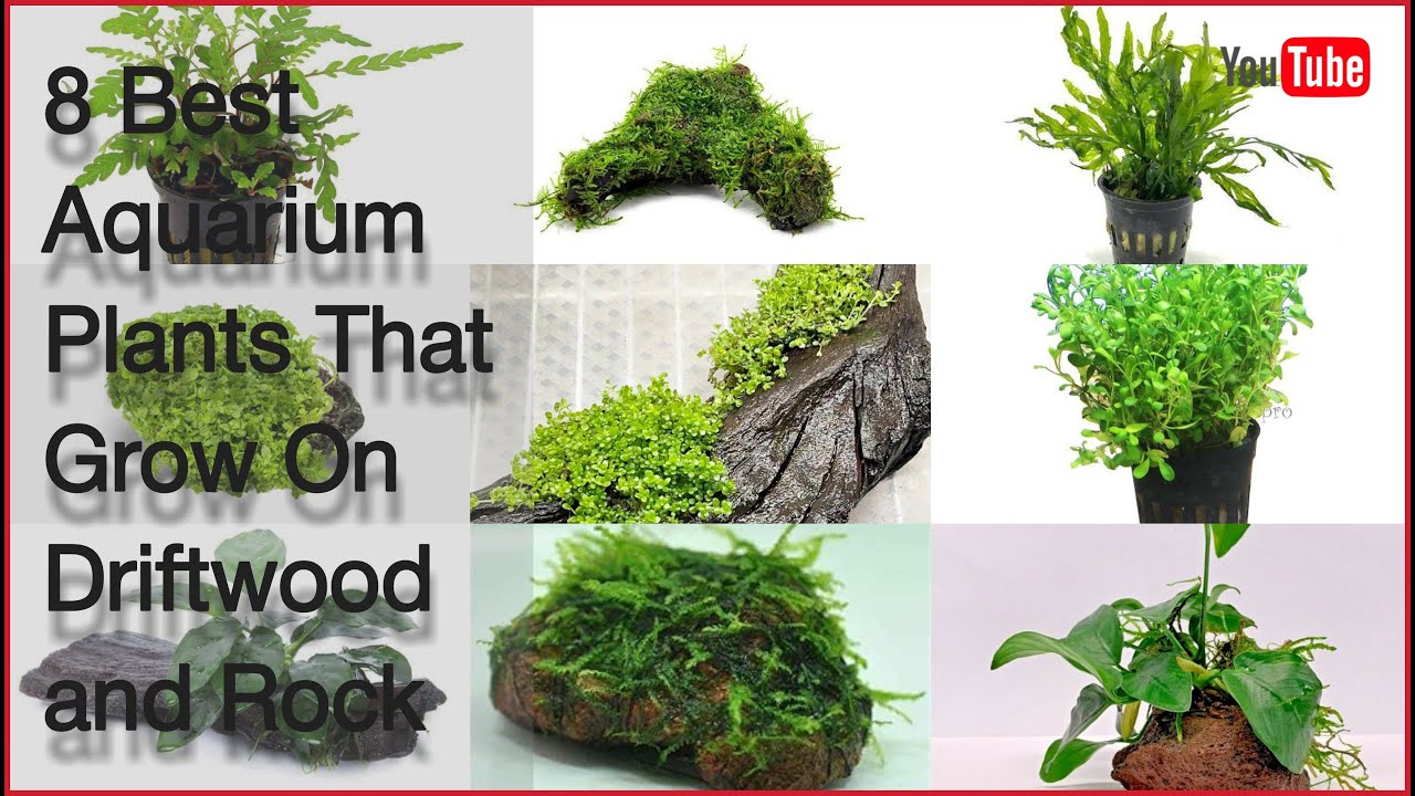 8 Best Aquarium Plants That Grow On Driftwood and Rock YouTube