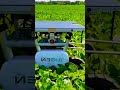 தோட்டத்து களைகளை அழிக்க நவீன ரோபோ 🤖🌱 #robotics #farming #tech #shorts