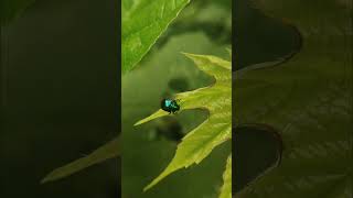 Blue Mint Leaf Beetle (Chrysolina coerulans) #insects #ihavethisthingwithplants #nature